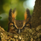Illustration for article titled This Great Horned Owl Is Either Really Stoned Or Defending Its Young